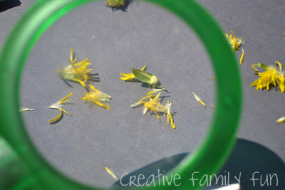 Discover the parts of a dandelion with this simple backyard nature activity for kids. Go outside together and learn all about this simple wildflower.